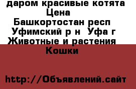 даром красивые котята › Цена ­ 1 - Башкортостан респ., Уфимский р-н, Уфа г. Животные и растения » Кошки   